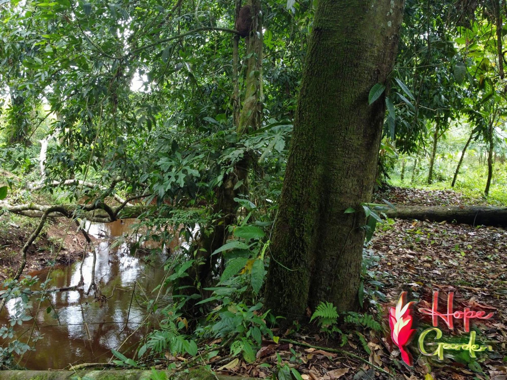 Hope Garden, Sarapiqui, We Connect You With The Sarapiqui Tropical Forest Exterior photo