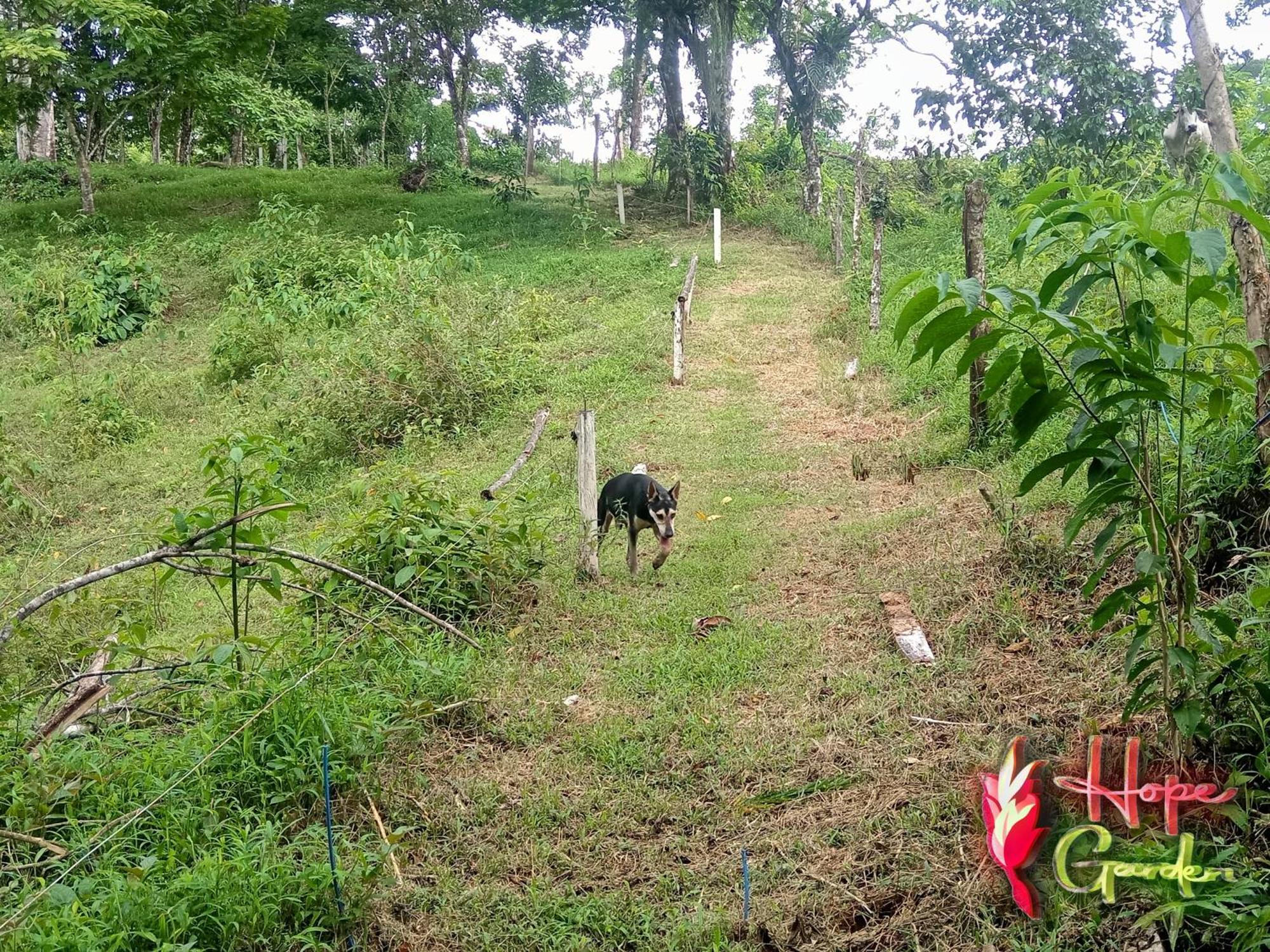 Hope Garden, Sarapiqui, We Connect You With The Sarapiqui Tropical Forest Exterior photo